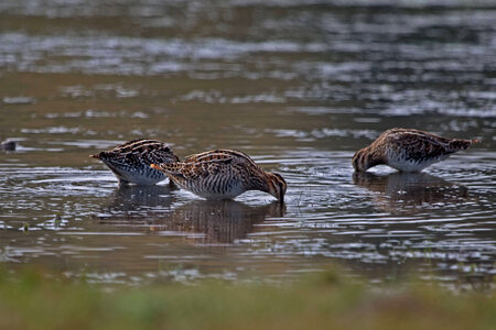 Wilson's Snipe