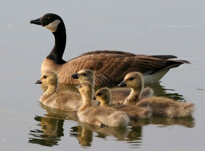 Swimming brood bird
