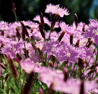 Spring garden floral photo