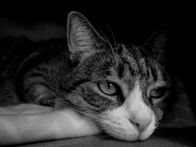 Animal cat claw