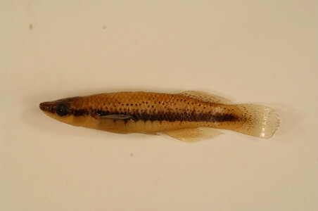 Fundulus olivaceus-1