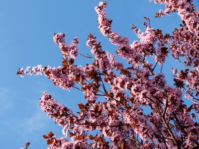 Flower pink color pink