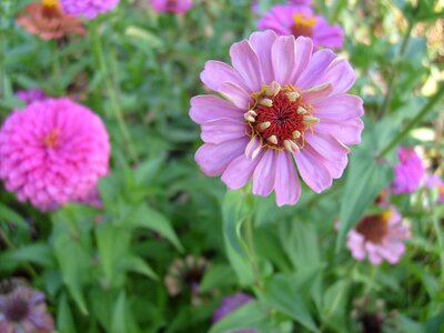 Spring floral blossom
