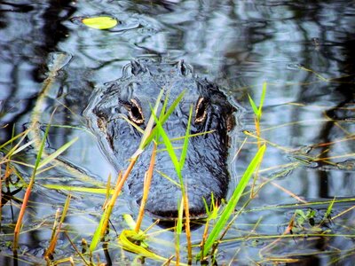 Swamp wildlife reptile photo