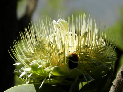South africa flower flowers