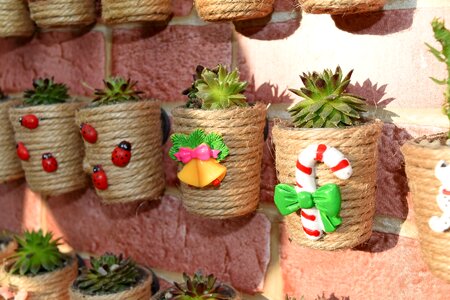 Cactus decoration flowerpot photo
