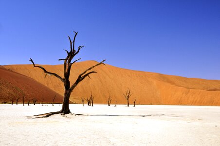 Dead vlei deadvlei clay pan photo