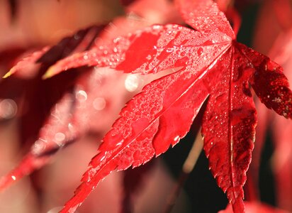 Autumn beautiful photo daylight