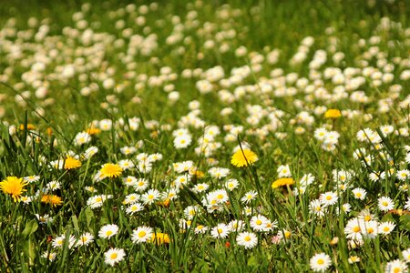 Flower meadow daisy dandelion photo