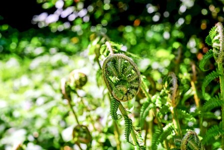 Environment flora flower