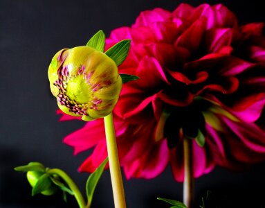 Bloom plant red