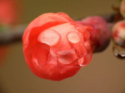 Quince flower raindrop drop of water