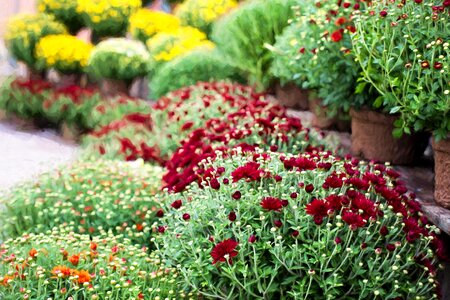 Season flowers autumn background photo