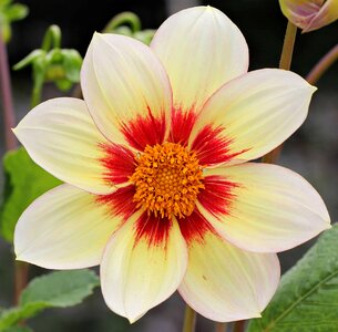 Flora flower garden