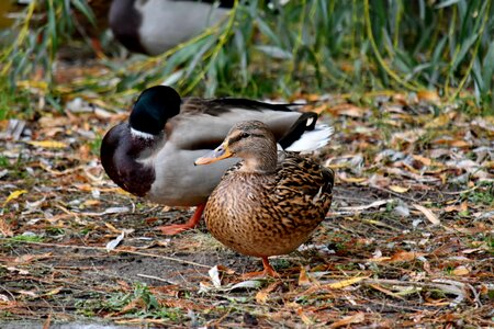 Ducks duck outdoors photo