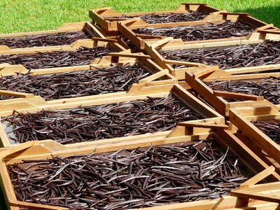 Plantation culture aroma