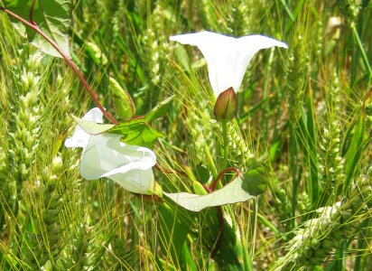 White vetch decorative