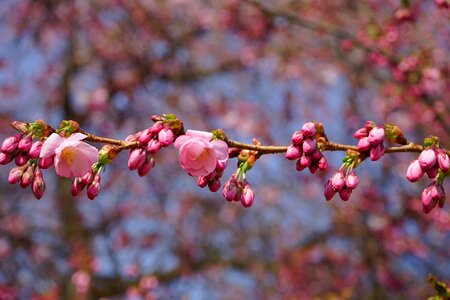Flowers pink japanese flowering cherry photo