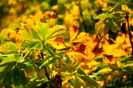 Fall flora green photo