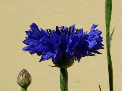 Beautiful Flowers biology bloom