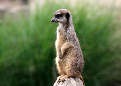 Animals meerkat nature