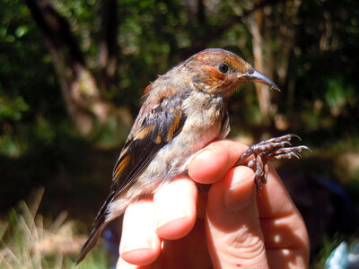 'Apapane, juvenile
