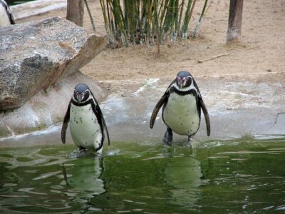 Antarctica beaks bird