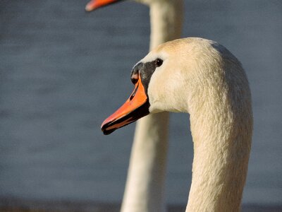 Beautiful head neck photo