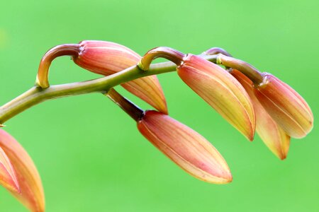 Beautiful Flowers blooming blossom photo