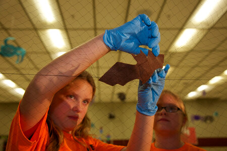 Students learn about bats