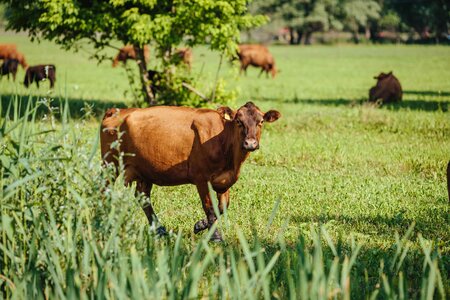 Countryside cows grass plants photo