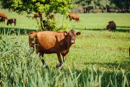 Countryside cows grass plants