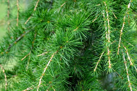 Needle conifer tree photo