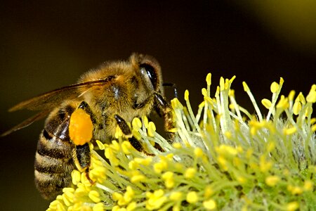 Macro pollen honey photo
