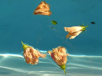 Hibiscus float ripple photo