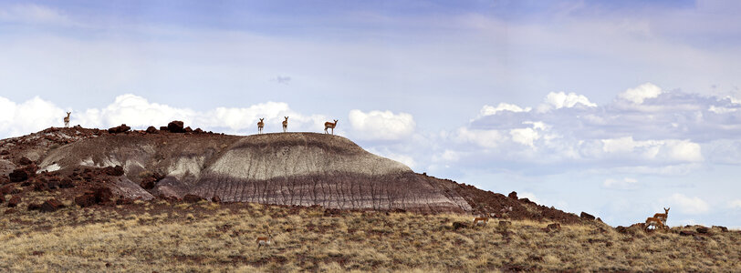 Pronghorn Antelope standing on Rock
