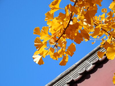 Autumn golden yellow