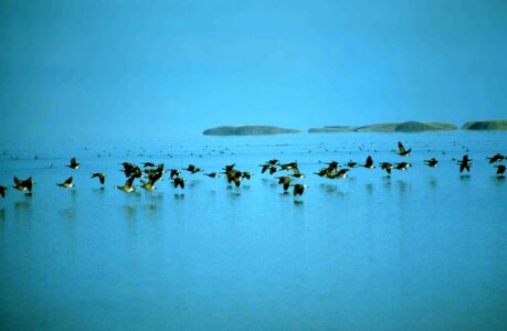 Bird canada geese photo