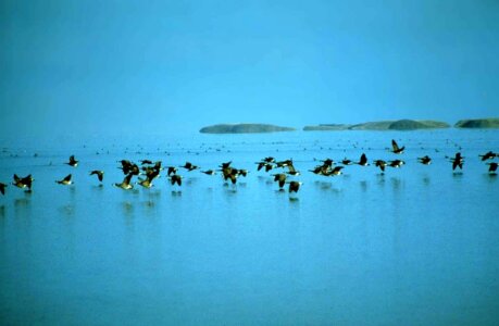Bird canada geese
