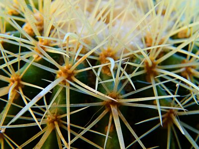 Spiny flora floral