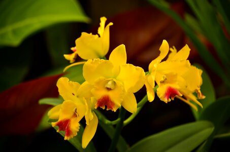 Exotic tropical yellow