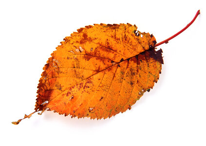 autumn leaf on white background photo