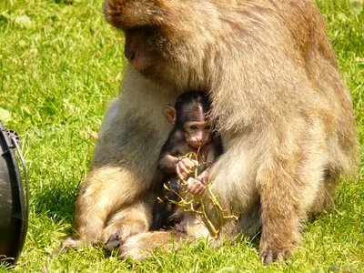 Monkey mountain monkey salem photo