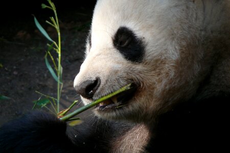 Panda mammals mammal photo