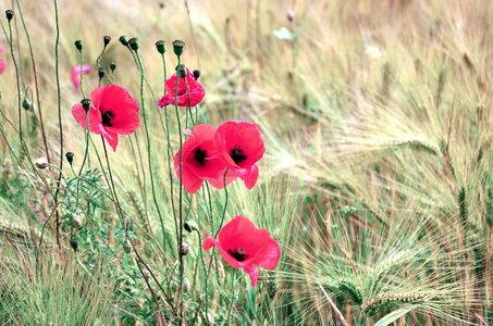 Flower grass leaf photo