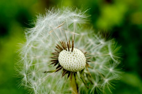Macro flora nature