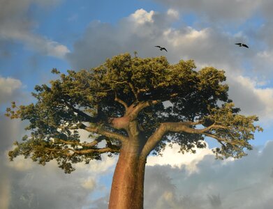 Baobab environment nature photo