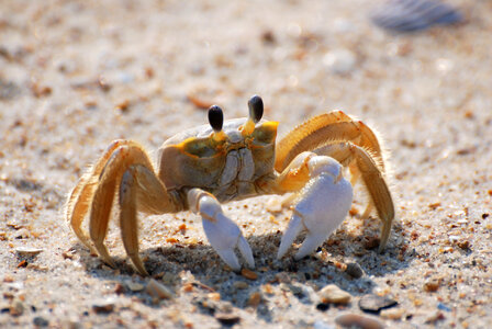 Crab on the Beach photo
