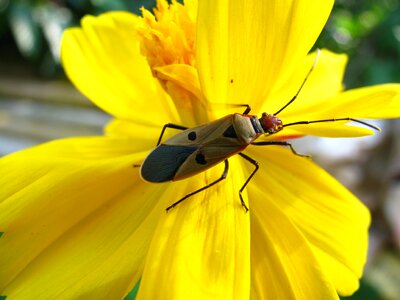 Wildlife bug small