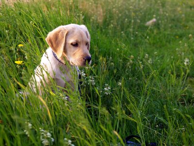 Meadow dog dog on meadow photo